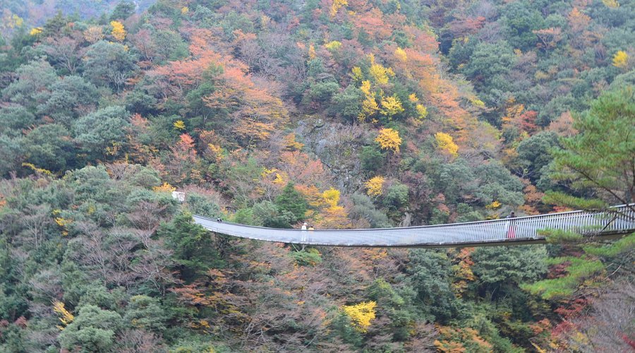 🌉 매화나무 폭포 공원 현수교(우메노키토도로키코엔츠리바시)